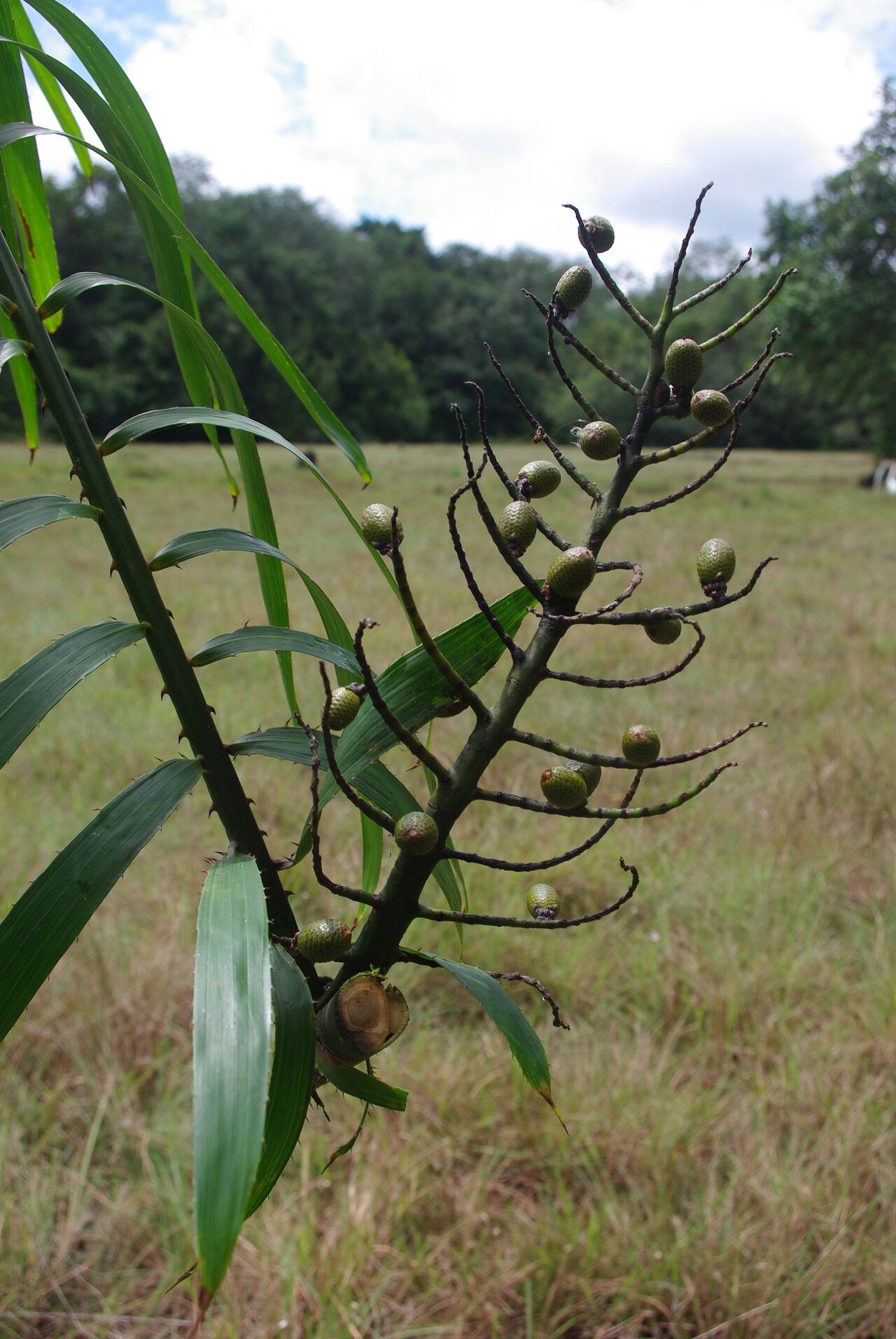 Eremospatha cuspidata fruit