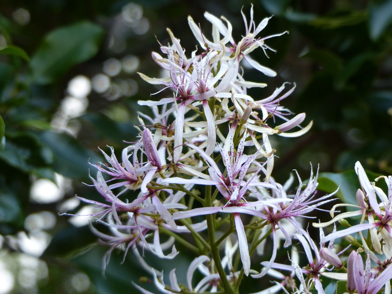 Calodendrum capense flower