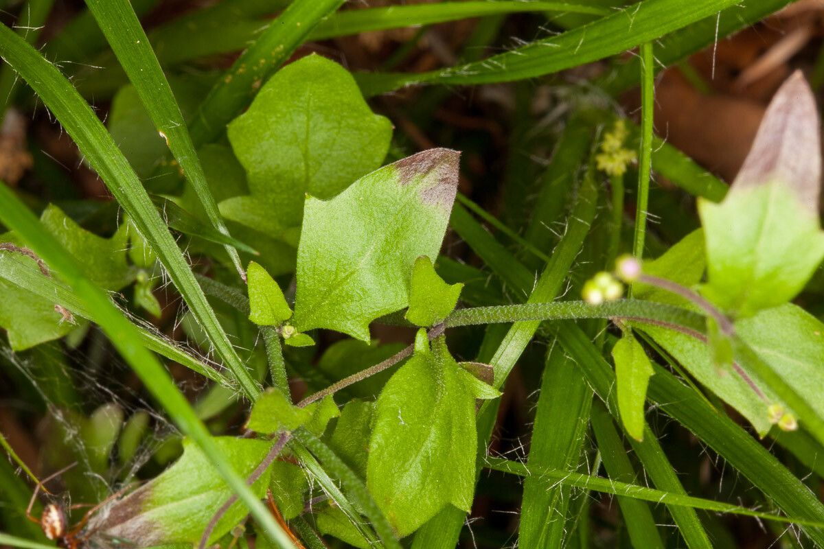 Arabidopsis halleri — related species from the same genus