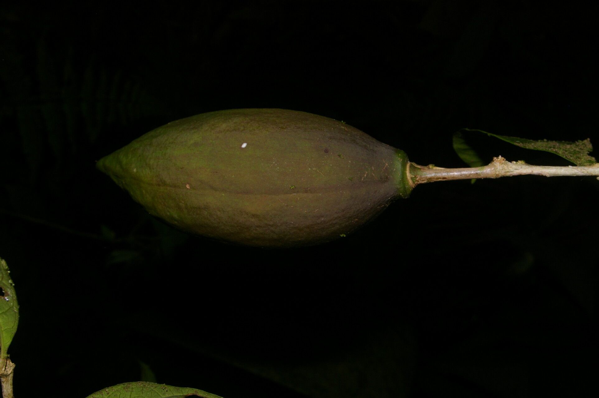 Amphitecna gentryi fruit