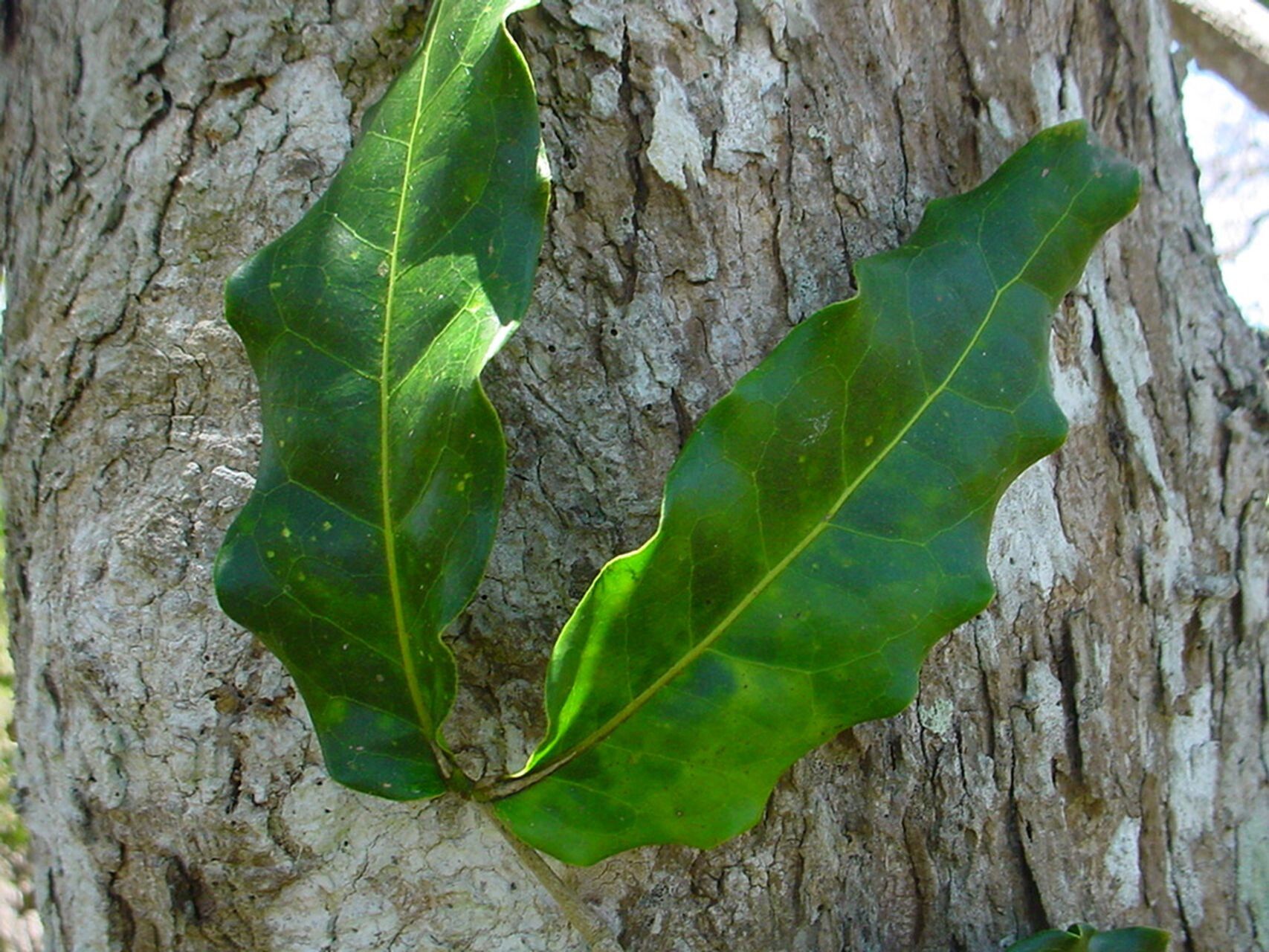 Archidendropsis paivana — houseplant care guide