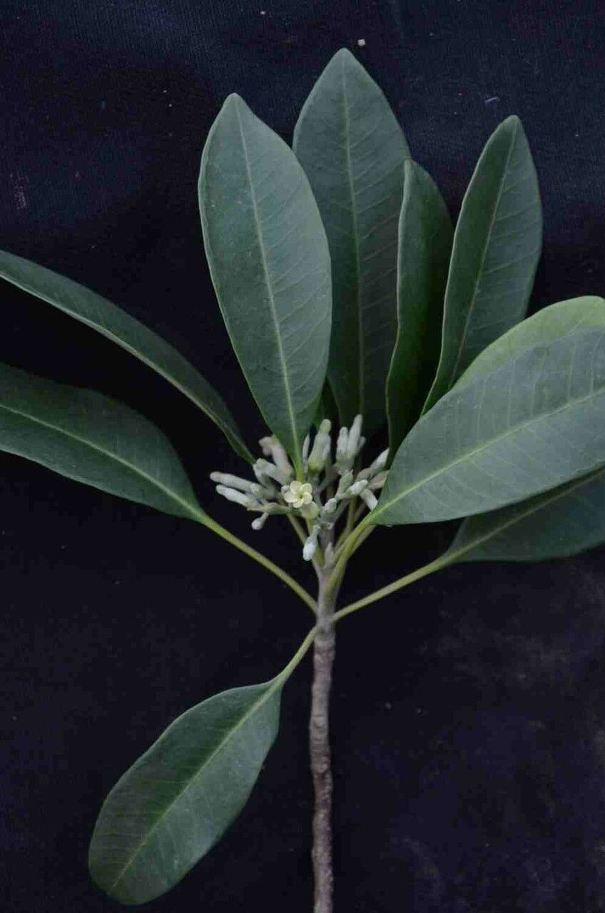 Aspidosperma australe leaf