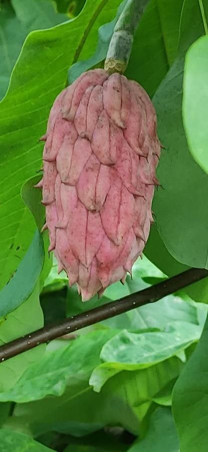 Magnolia tripetala fruit