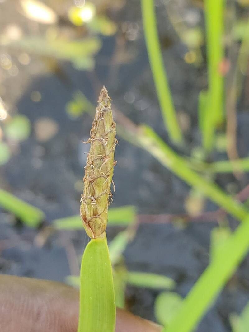 Eleocharis acutangula leaf