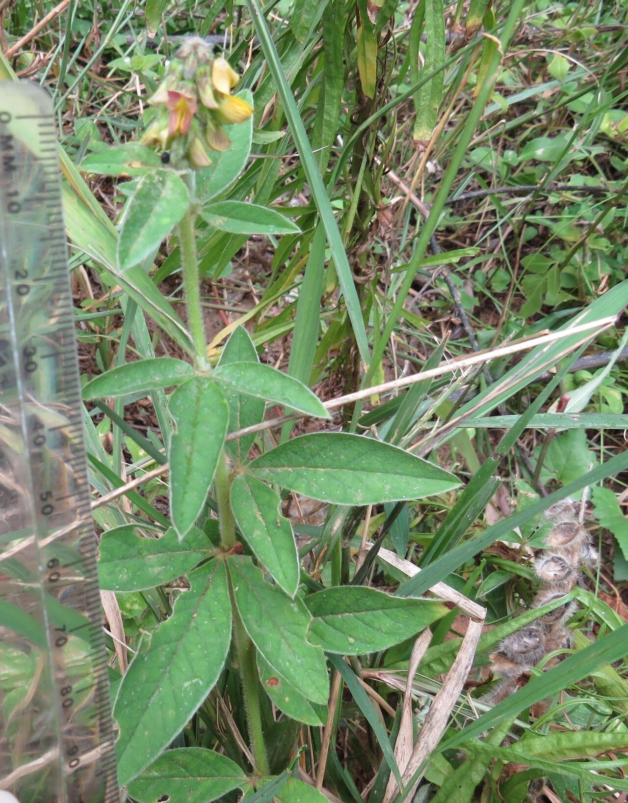 Crotalaria vasculosa habit