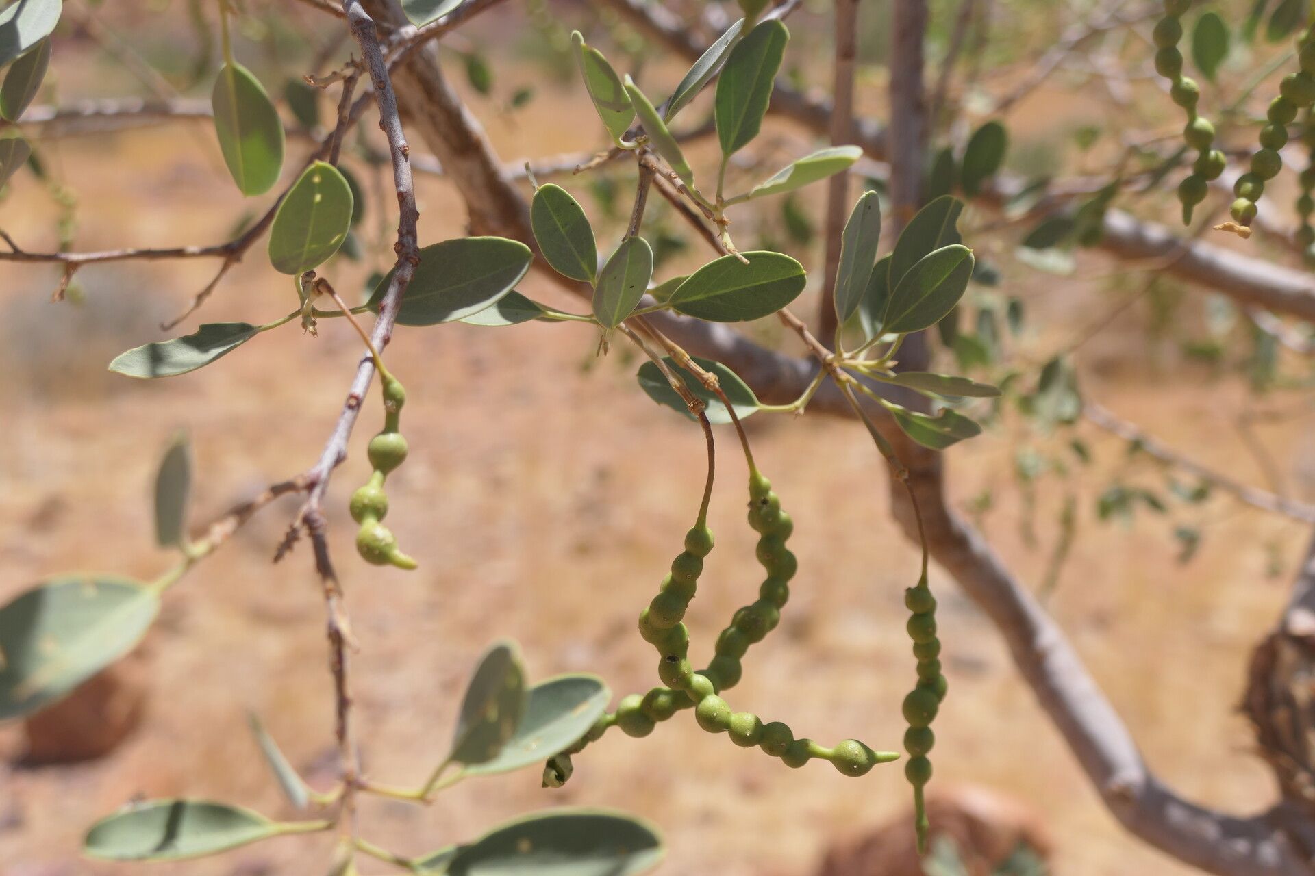 Maerua schinzii fruit
