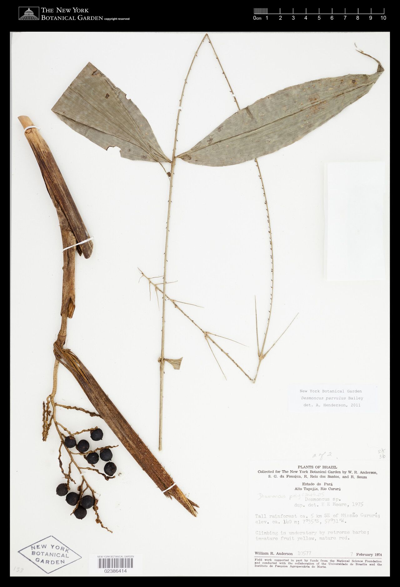 Desmoncus parvulus fruit