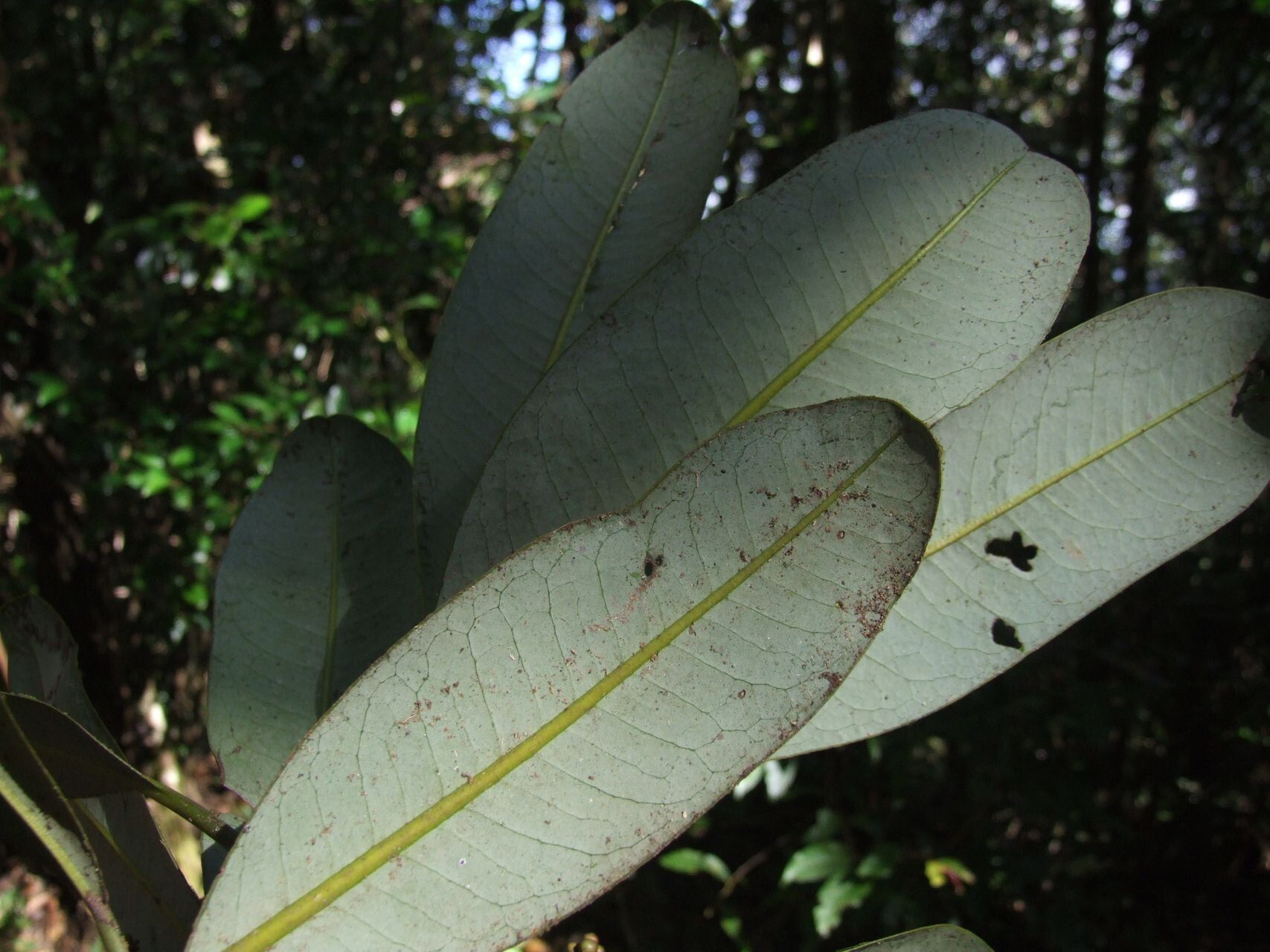 Zygogynum amplexicaule leaf