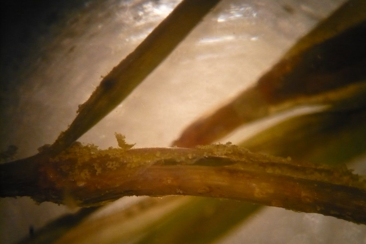 Potamogeton berchtoldii bark