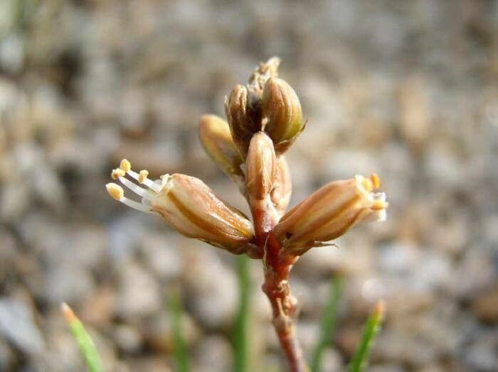 Aloe bowiea flower