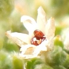 Arenaria boliviana flower