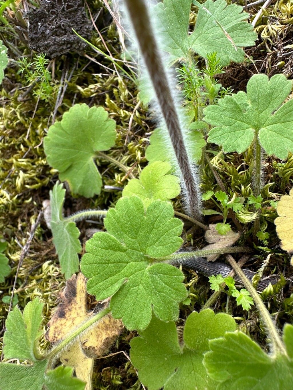 Ranunculus spicatus — houseplant care guide