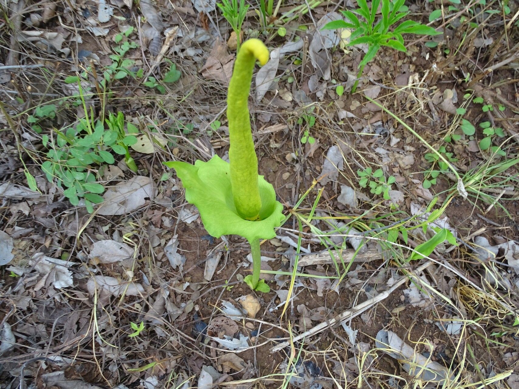 Amorphophallus baumannii — houseplant care guide