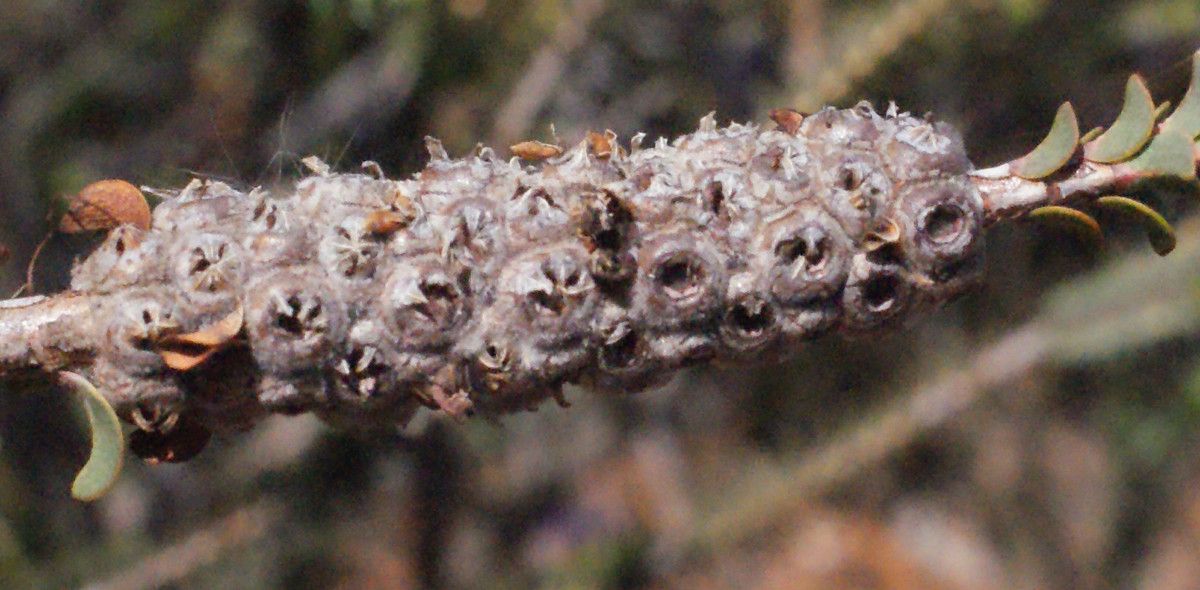 Grevillea coccinea fruit