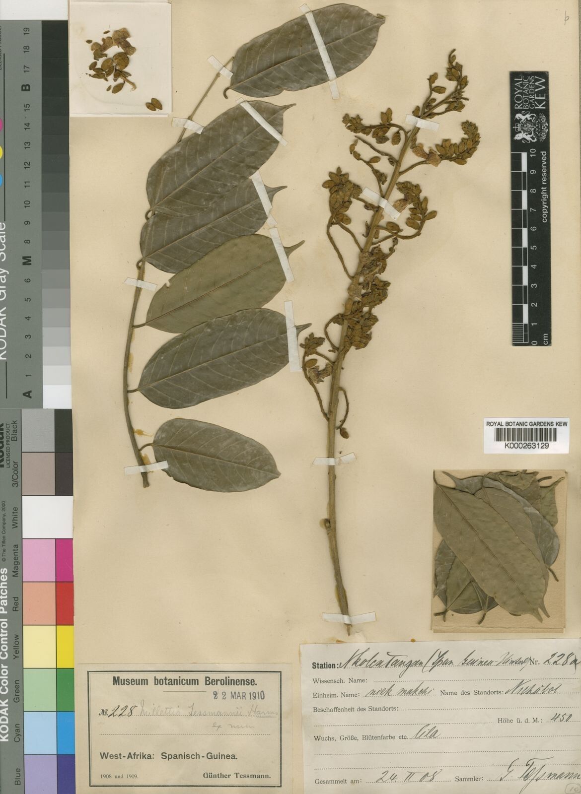 Millettia tessmannii — houseplant care guide