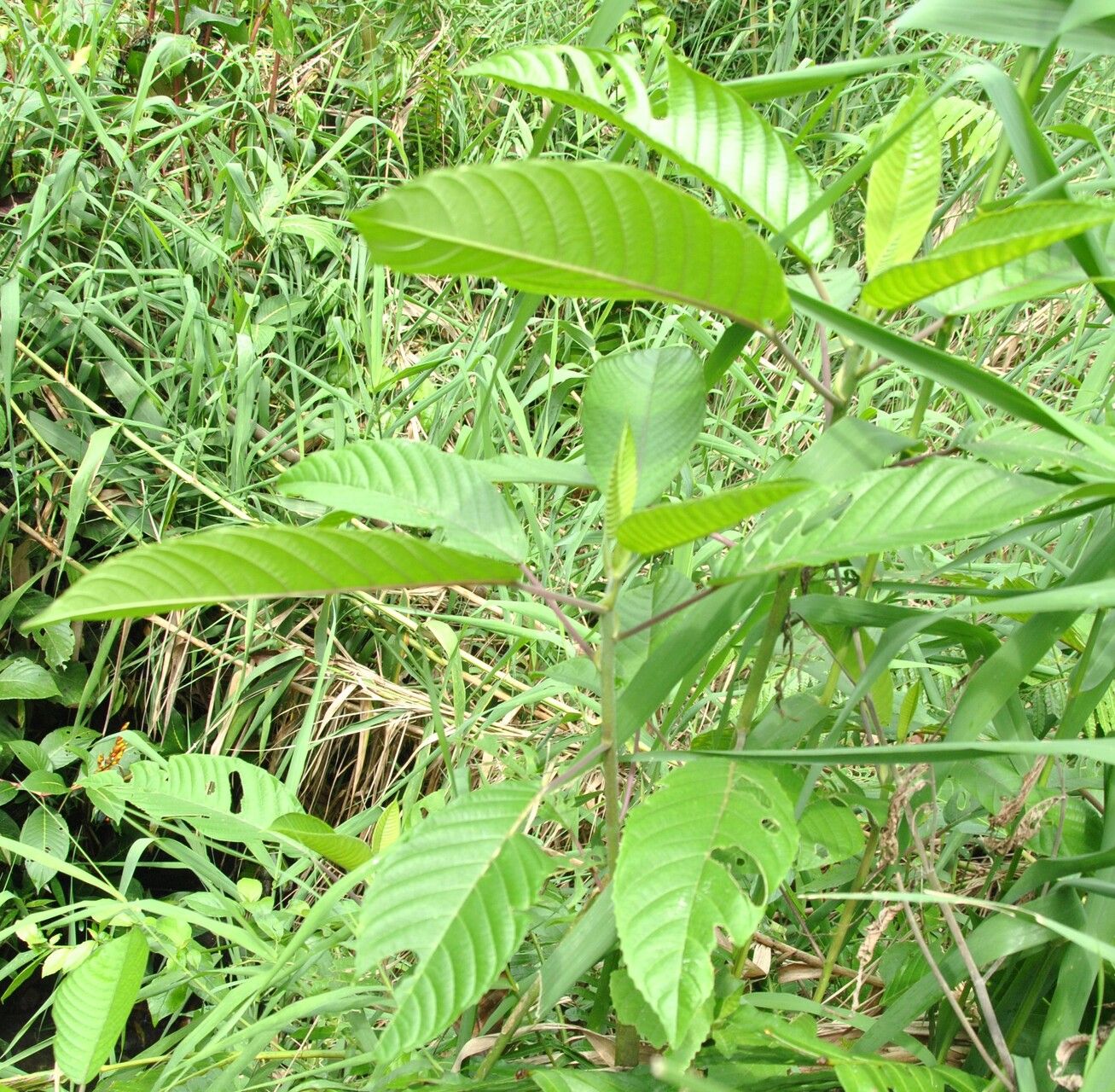 Dendrocnide stimulans other