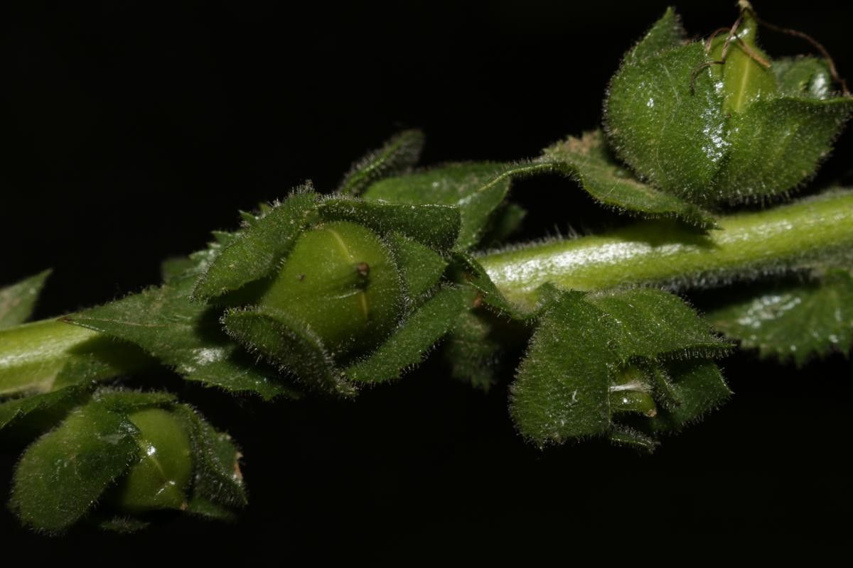 Verbascum creticum fruit