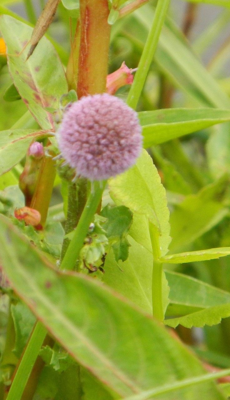 Sphaeranthus steetzii other