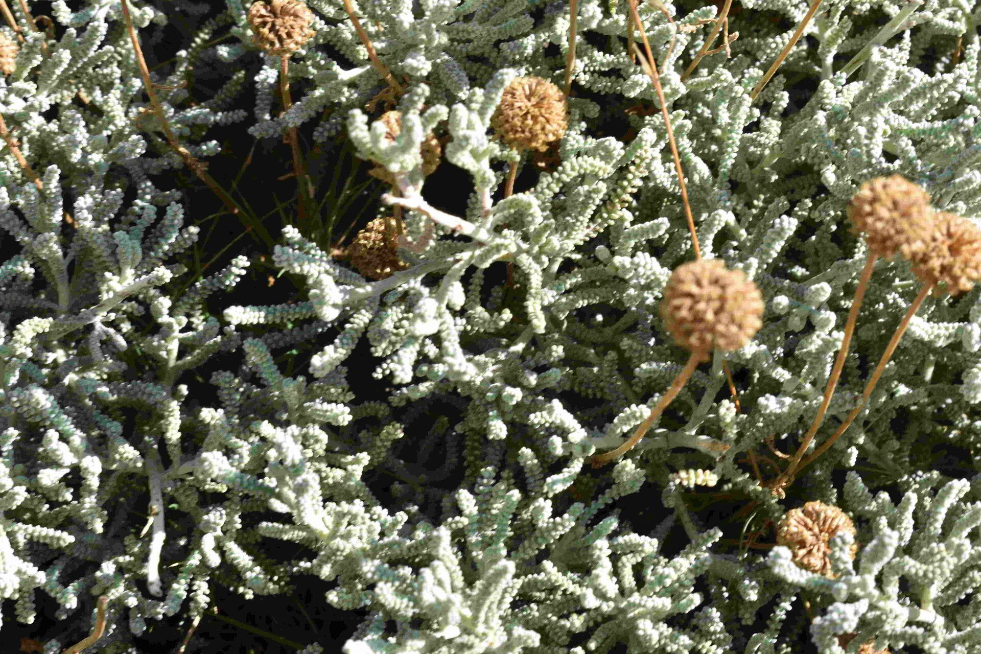 Santolina insularis leaf