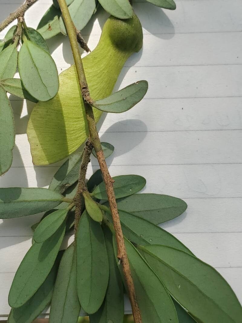 Securidaca longepedunculata — houseplant care guide