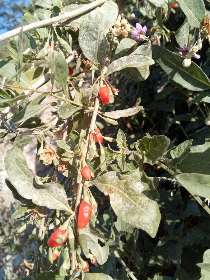 Lycium europaeum fruit