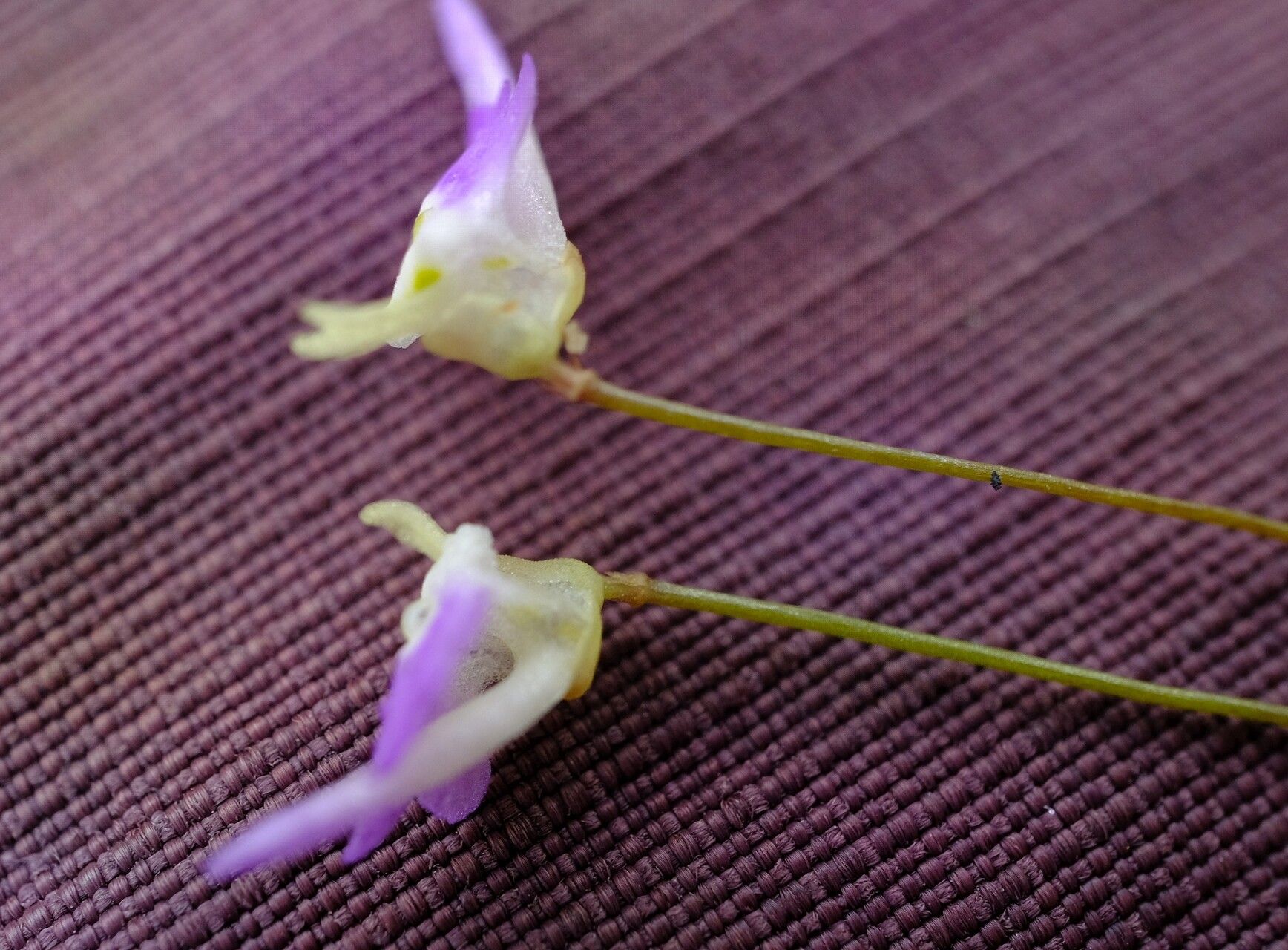 Utricularia pentadactyla flower