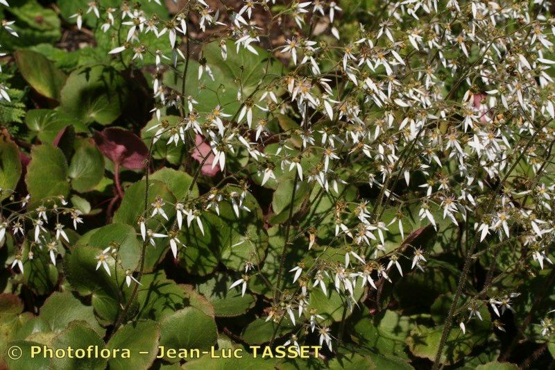 Saxifraga camposii habit