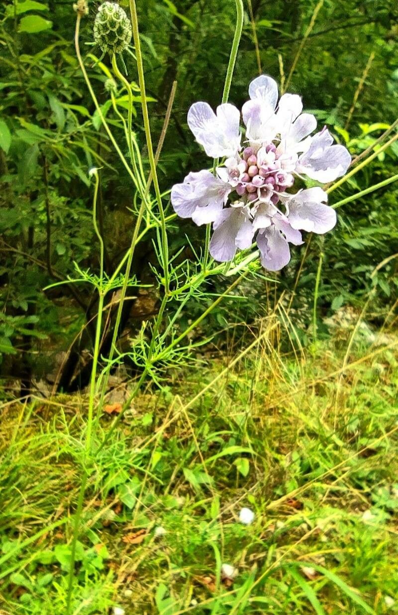 Scabiosa triandra flower