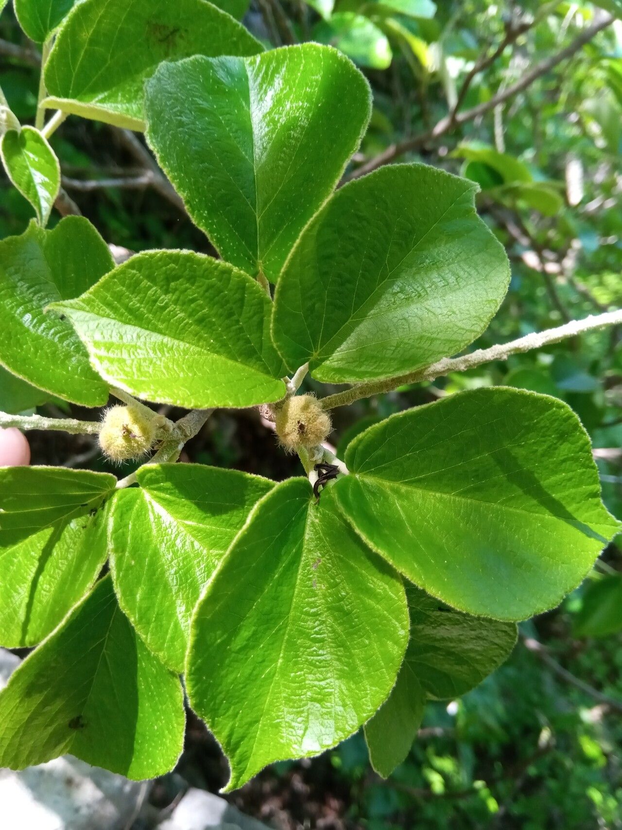 Croton anosiravensis leaf