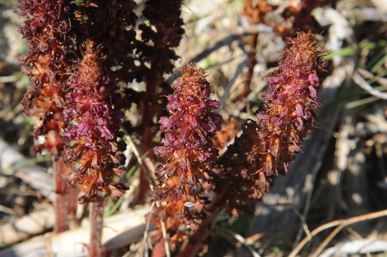 Orobanche variegata fruit