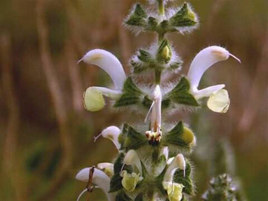 Salvia dolomitica flower