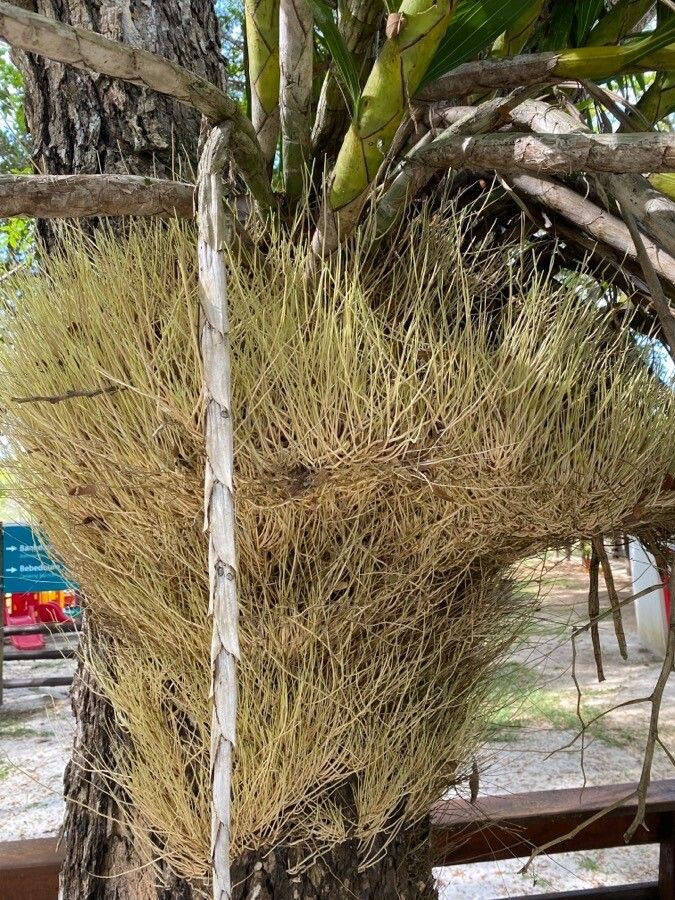 Cyrtopodium gigas other