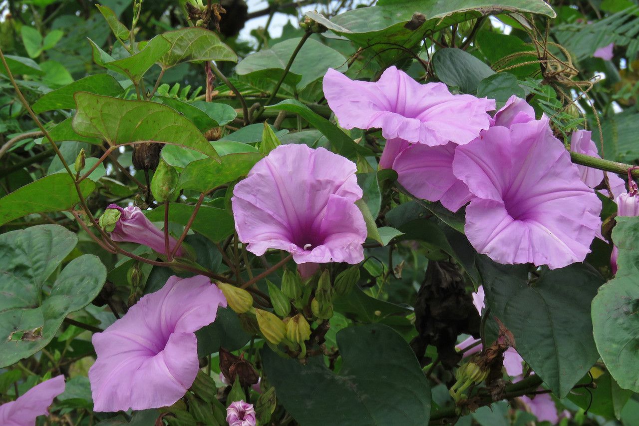 Ipomoea setifera flower