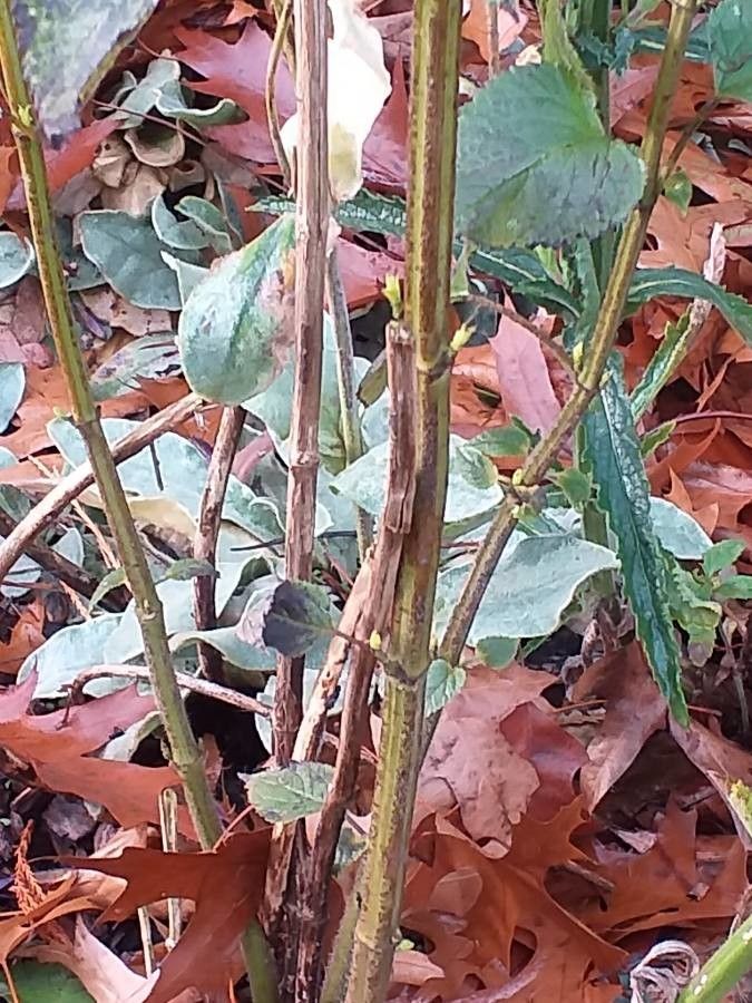 Salvia × sylvestris bark