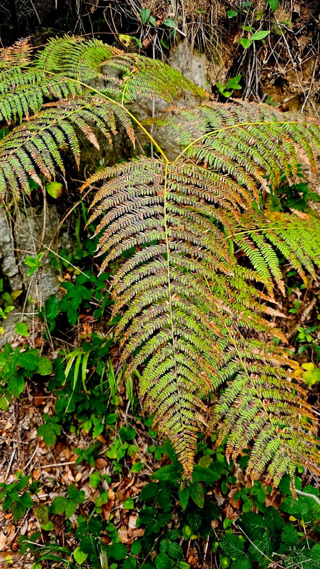 Dryopteris aitoniana