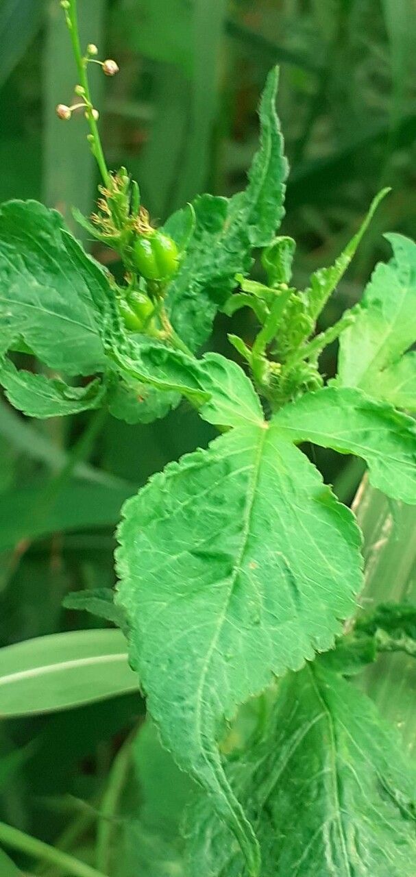Croton lobatus fruit