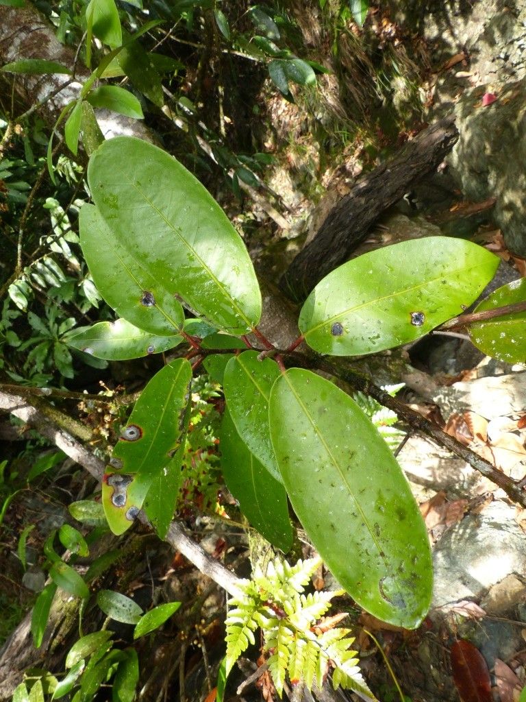 Eugenia tiwakaensis — houseplant care guide