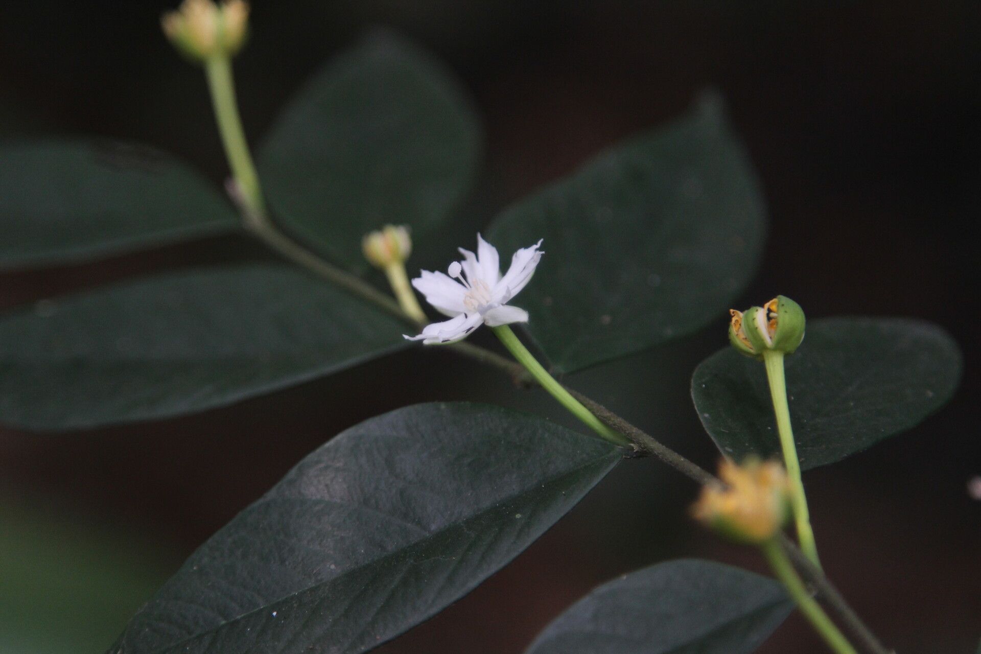 Dicranolepis disticha flower