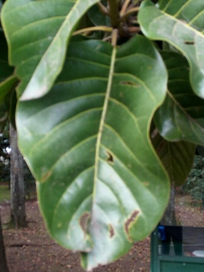 Magnolia hernandezii — search result for 'Magnoliaceae'