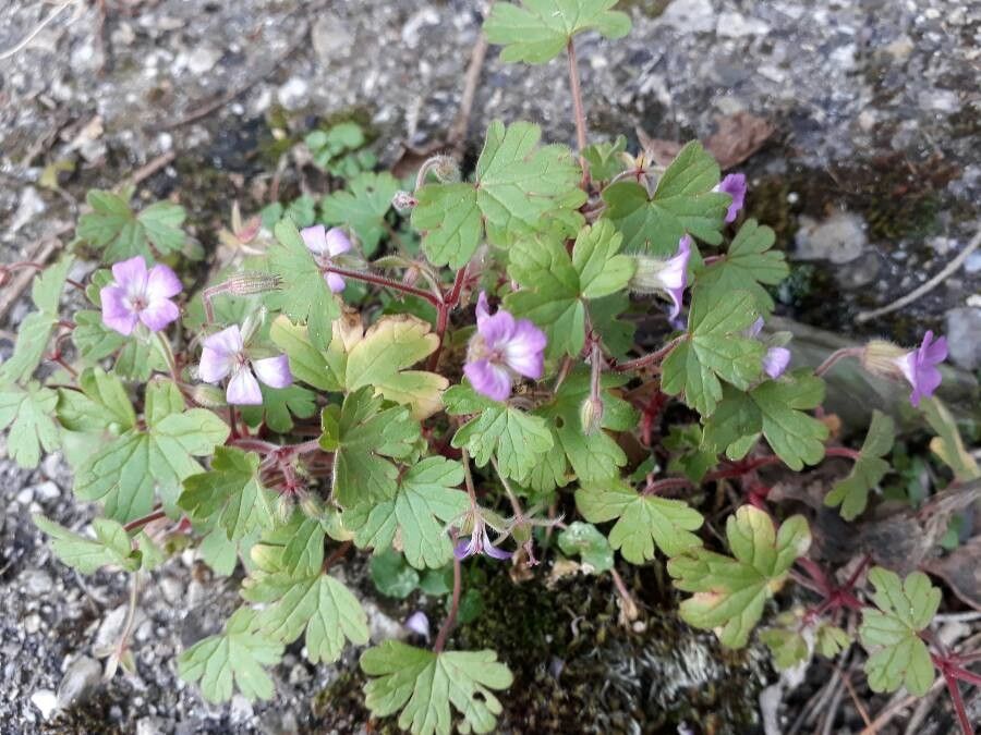 Geranium sibiricum flower