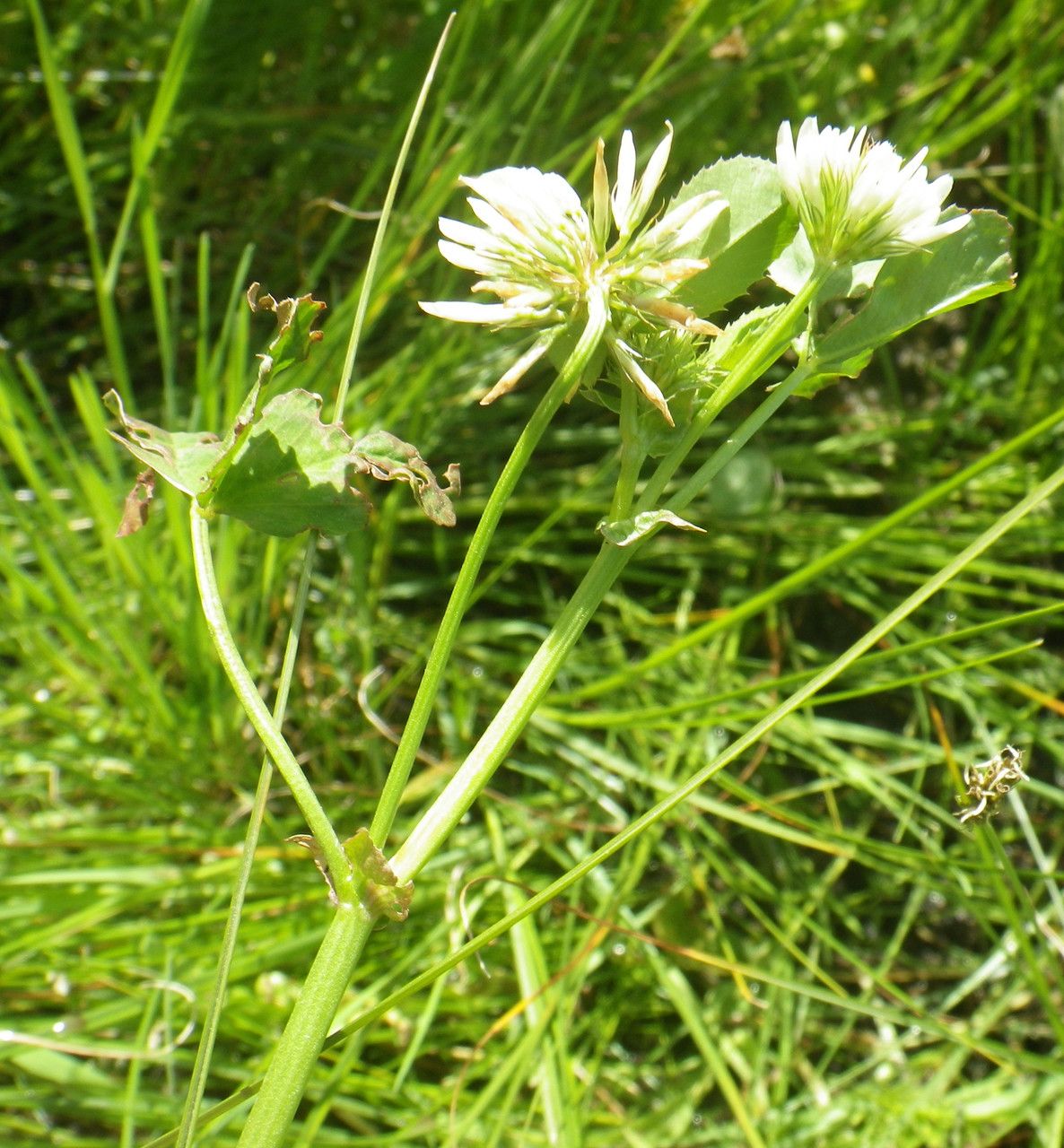 Trifolium michelianum habit