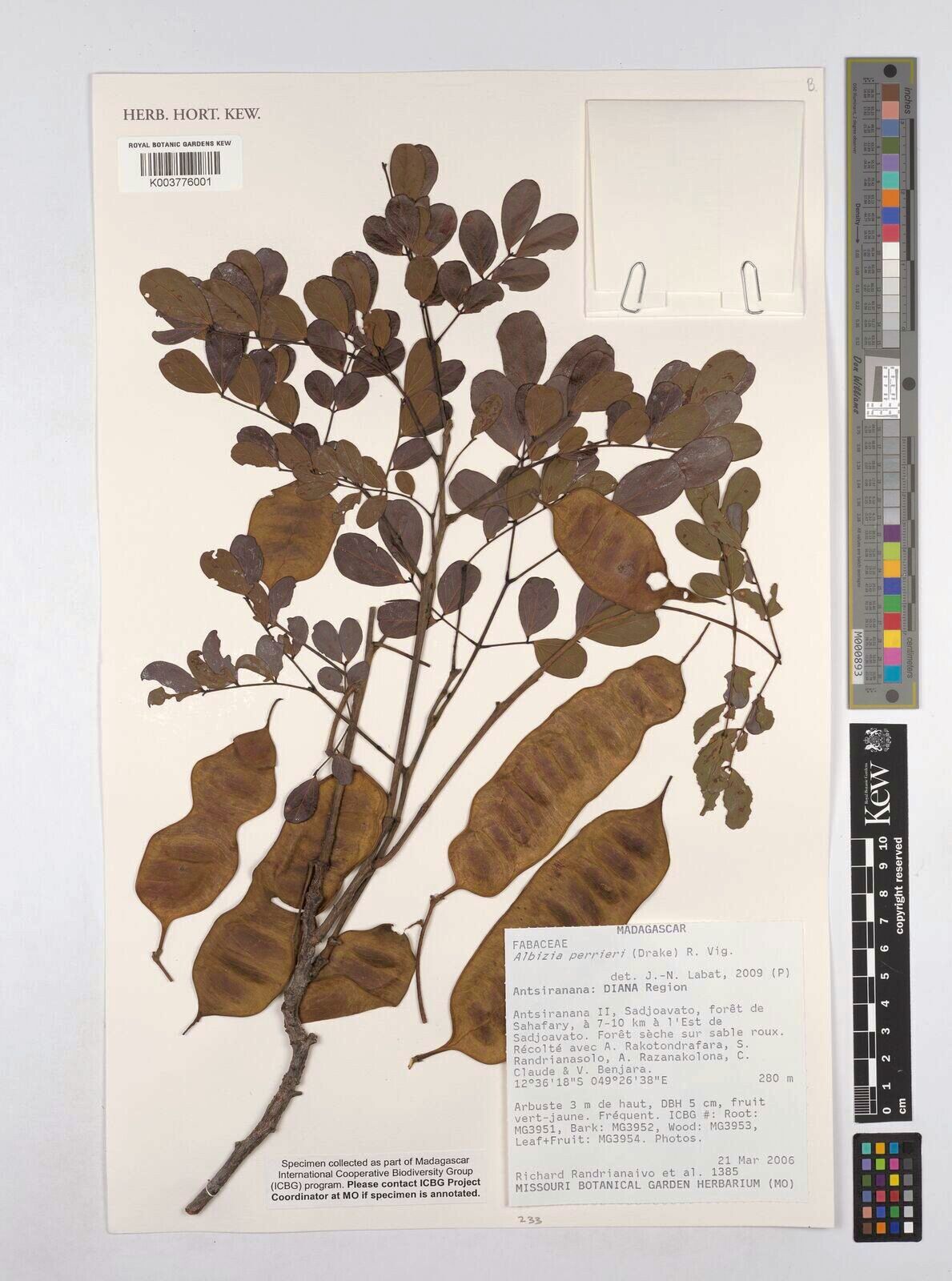 Albizia perrieri — houseplant care guide