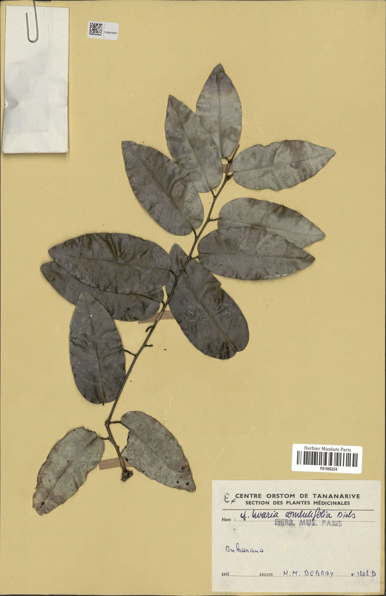 Uvaria humbertii — houseplant care guide