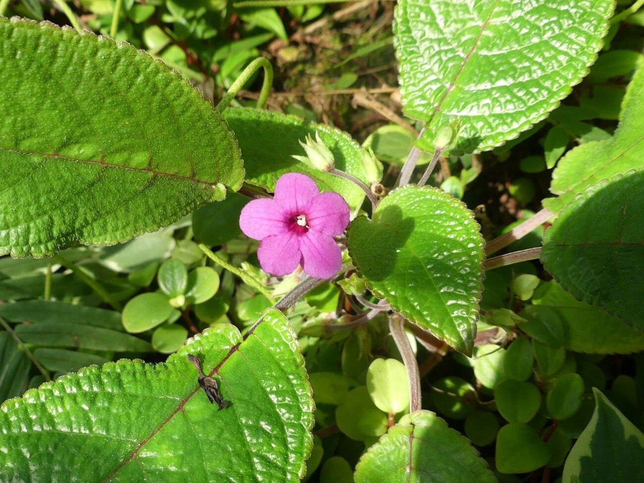 Chrysothemis melittifolia flower