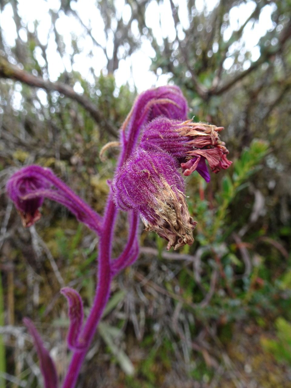 Senecio formosoides flower