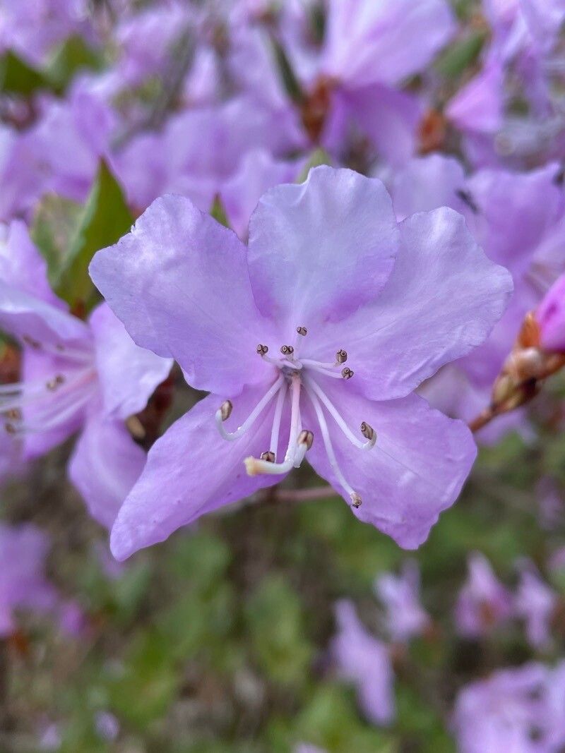 Rhododendron yakumontanum flower