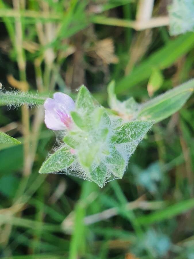 Justicia heterocarpa flower