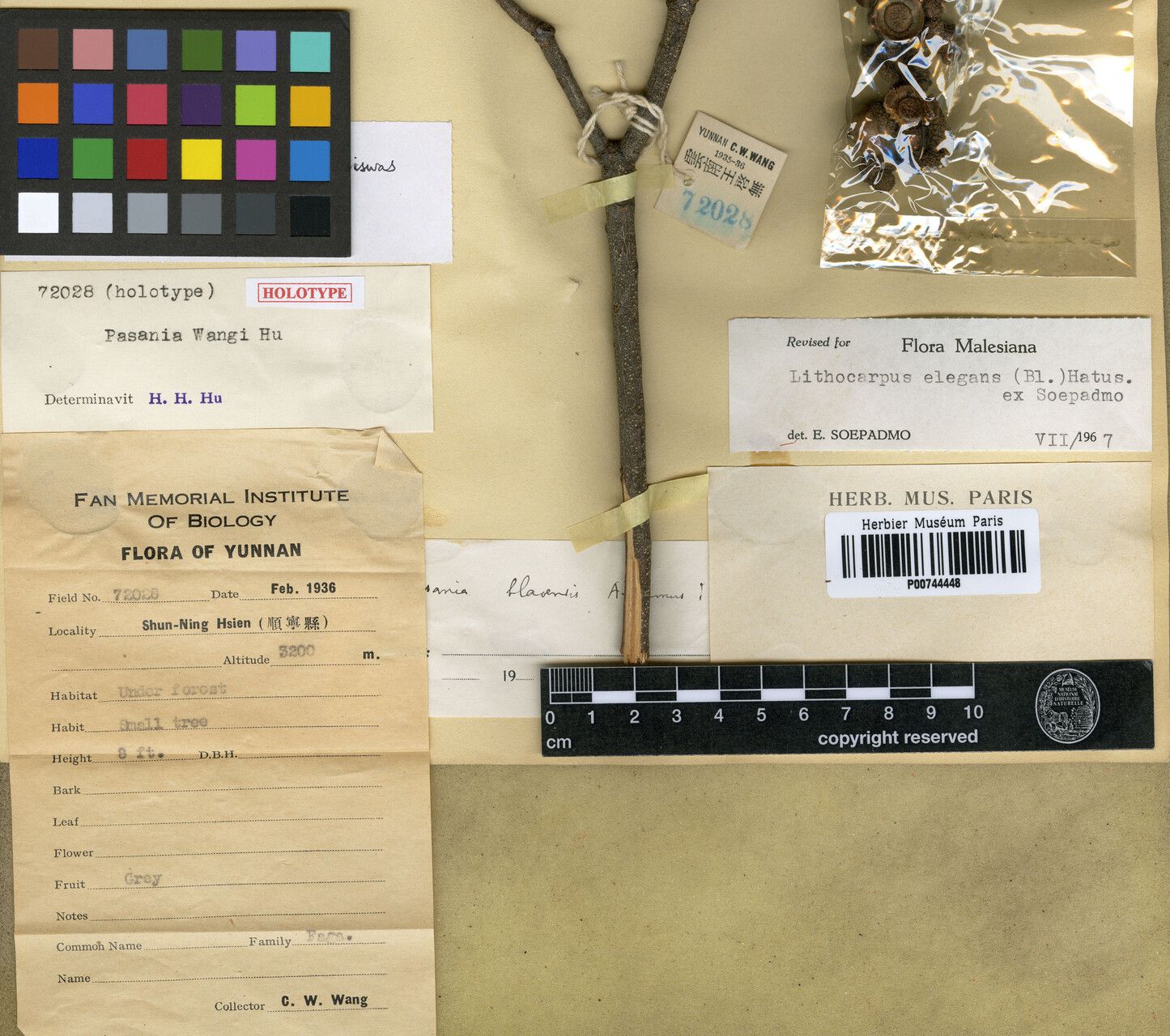 Lithocarpus elegans other