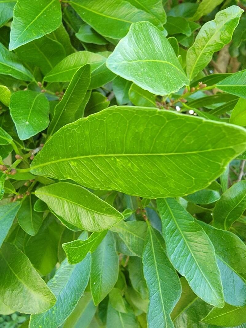 Gymnanthes lucida — search result for 'Phyllanthaceae'