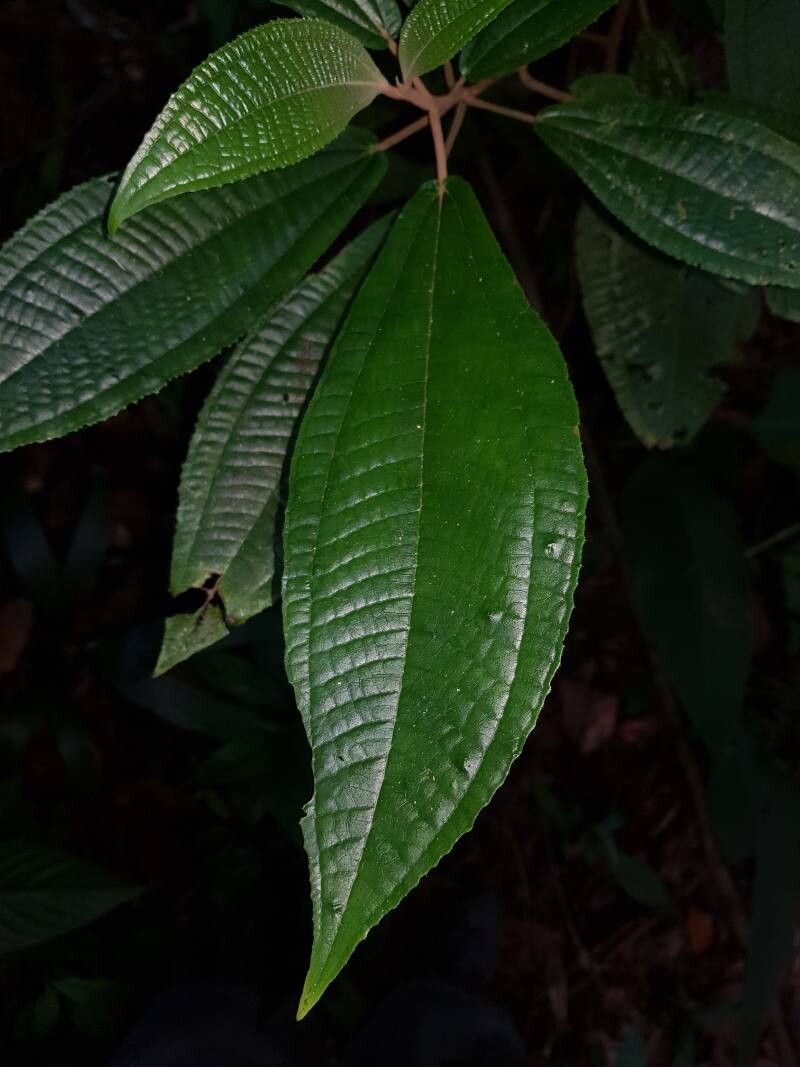 Miconia multispicata — houseplant care guide